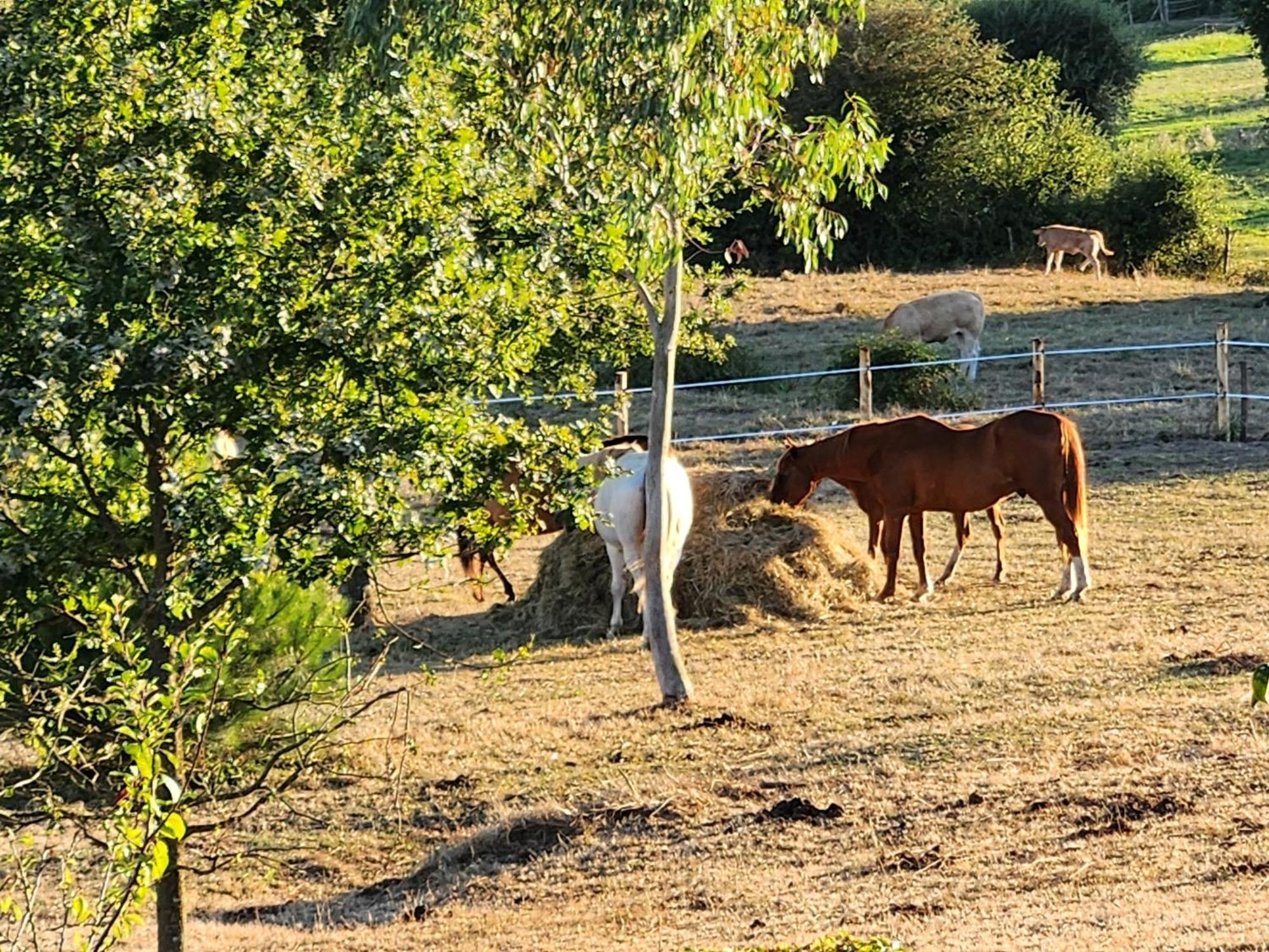 Bed & Breakfast Les De La Forge Des Collines Les Herbiers