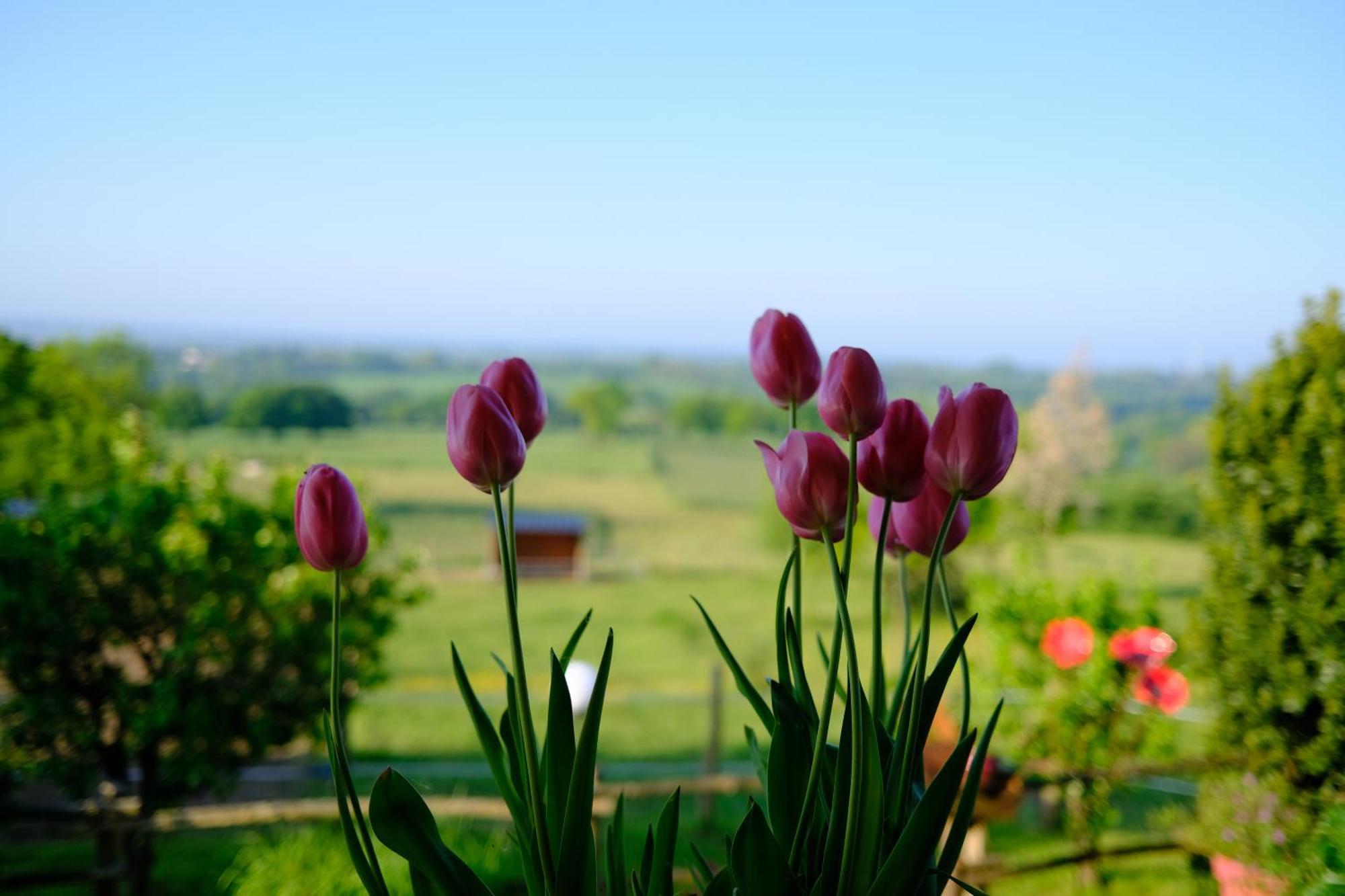 Les De La Forge Des Collines Bed & Breakfast *